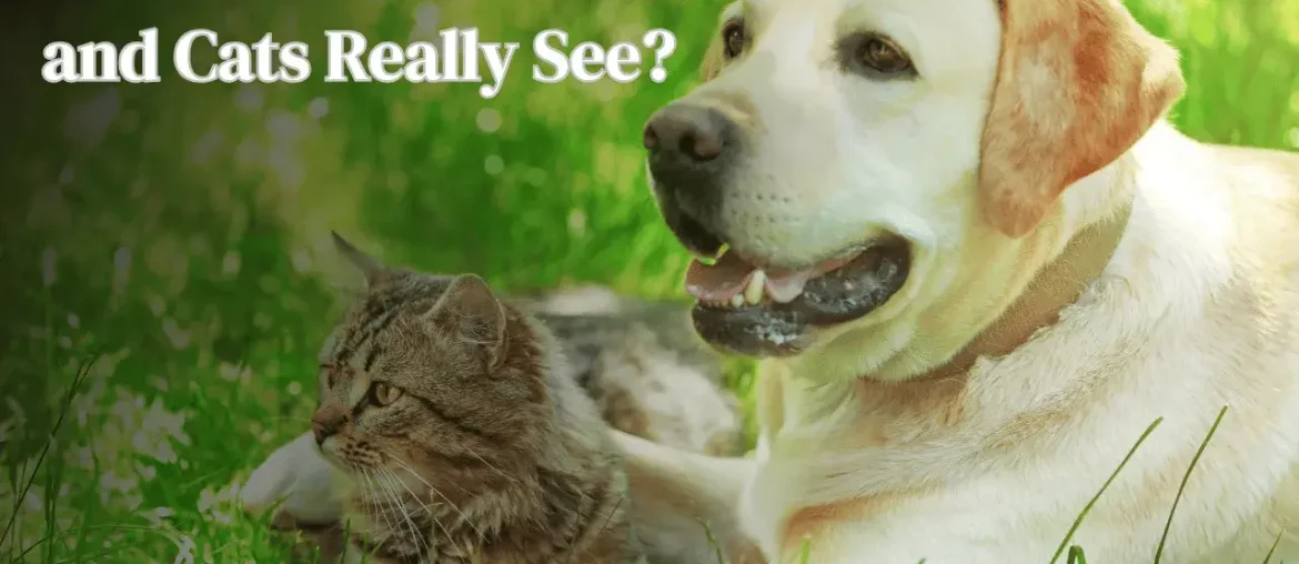 What Colors Can Dogs and Cats Really See featured image