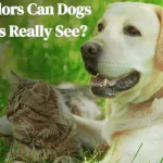 What Colors Can Dogs and Cats Really See featured image