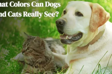 What Colors Can Dogs and Cats Really See featured image