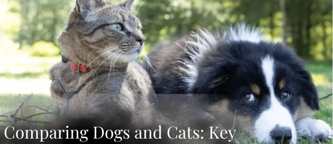 Comparing Dogs and Cats: Key Differences and Similarities featured image