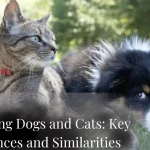 Comparing Dogs and Cats: Key Differences and Similarities featured image
