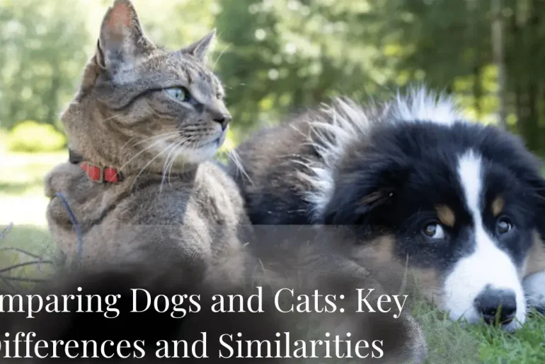 Comparing Dogs and Cats: Key Differences and Similarities featured image
