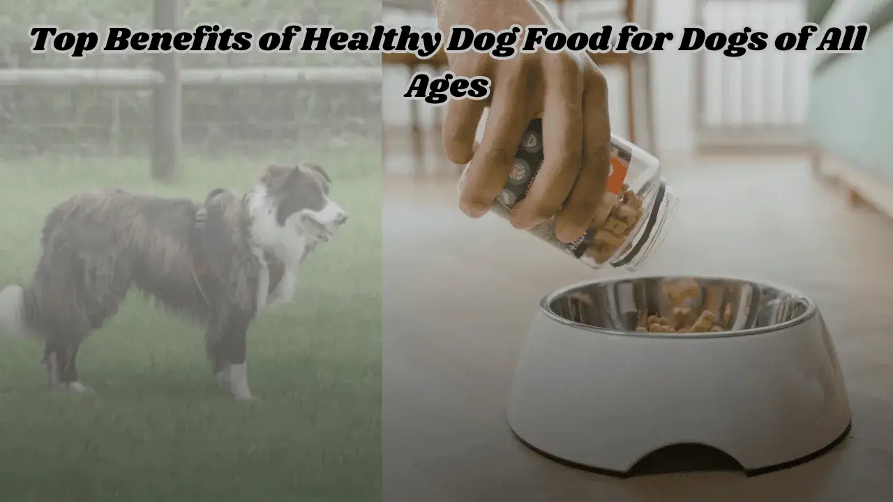 Top Benefits of Healthy Dog Food for Dogs of All Ages