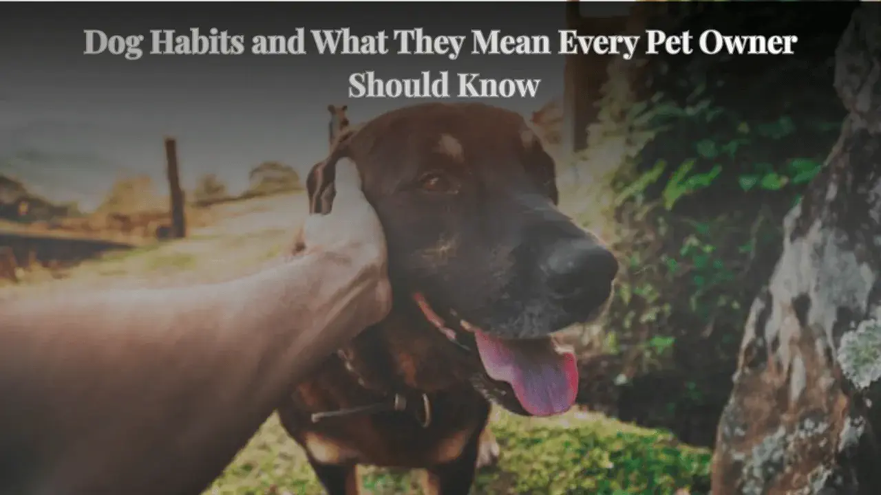 Dog Habits and What They Mean Every Pet Owner Should Know
